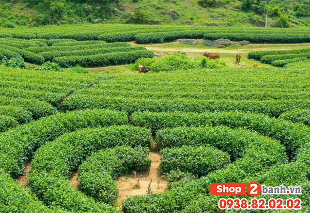 Du lịch mộc châu lễ 304 năm 2025 nên đi chơi ở đâu vui nhất - 7