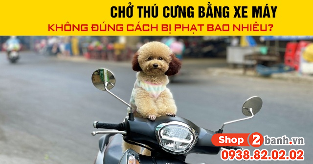 Năm 2026 chở thú cưng bằng xe máy không đúng cách bị phạt bao nhiêu - 1
