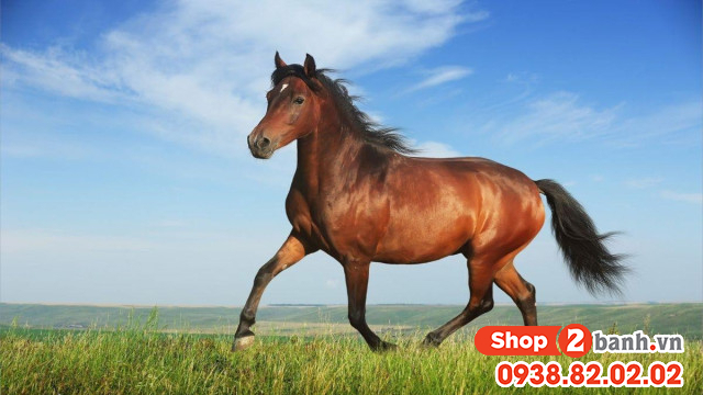 Tuổi ngọ mua xe màu gì hợp mệnh trong năm 2026 - 3