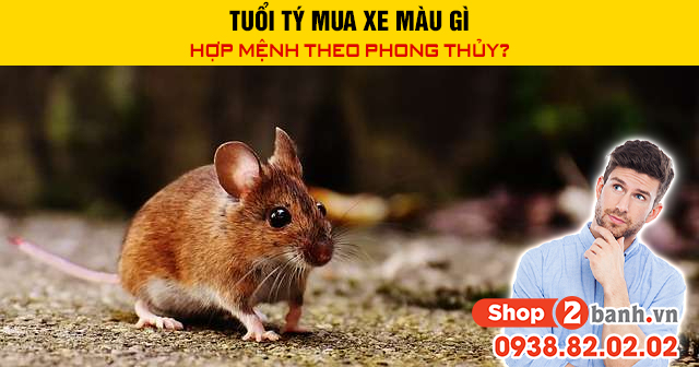 Tuổi tý mua xe màu gì hợp mệnh trong năm 2026 - 1