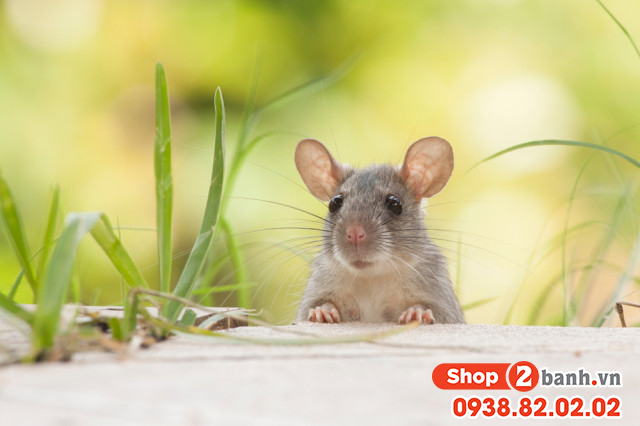 Tuổi tý mua xe màu gì hợp mệnh trong năm 2026 - 3