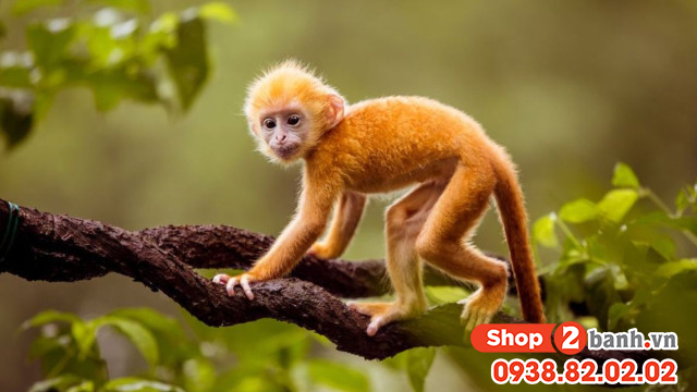 Tuổi thân mua xe màu gì hợp mệnh theo phong thủy - 3