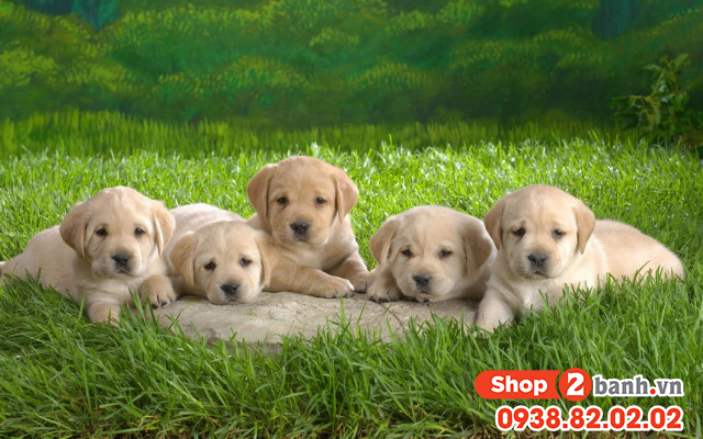 Tuổi tuất mua xe màu gì hợp mệnh theo phong thủy - 3