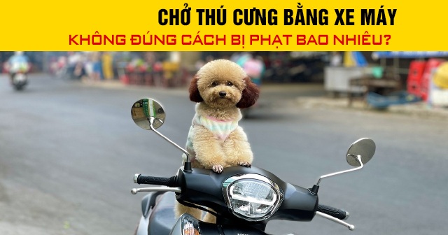 Năm 2026, chở thú cưng bằng xe máy không đúng cách bị phạt bao nhiêu?